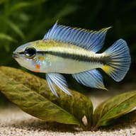 Mamore Dwarf Cichlid — close view showing fin and scale detail — representative image - view 4