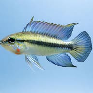 Mamore Dwarf Cichlid — side profile on a plain background — representative image - view 3
