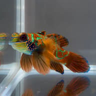 Mandarinfish beside the corner of a bare glass tank with reflections below - view 5