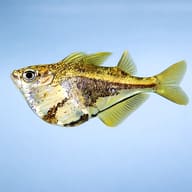 Marbled hatchetfish — Marbled hatchefish — side profile on a plain background — representative image - view 3
