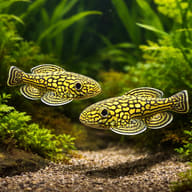 Illustrative pair of Marbled Hillstream Loaches in a planted aquarium - view 2
