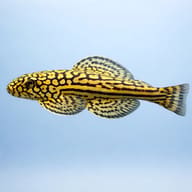 Illustrative Marbled Hillstream Loach (Sewellia marmorata) side-view aquarium scene — representative image - view 3