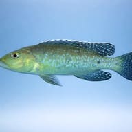 Marbled Lamprologus — side profile on a plain background — representative image - view 3