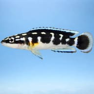 Masked Julie, Black and White (Julidochromis transcriptus) side profile on a plain background — representative image - view 3