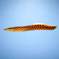Zig-zag Spiny Eel (Mastacembelus armatus) close view for identification — representative image - view 3