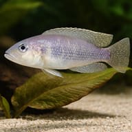 Meeli Shelldweller scale view near aquarium plants and shells (Lamprologus meeli) — representative image - view 4