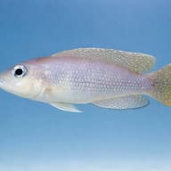 Side view of Meeli Shelldweller Lamprologus meeli — representative image - view 3