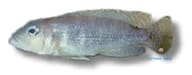 Meeli Shelldweller Lamprologus meeli - view 5