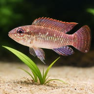 Meinkenni Dwarf Cichlid (Apistogramma meinkenni) — close view showing fin and scale detail — representative image - view 4