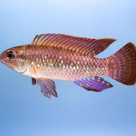 Meinkenni Dwarf Cichlid (Apistogramma meinkenni) — side profile on a plain background — representative image - view 3