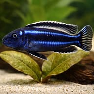 Melanochromis cyaneorhabdos 3 — close view showing fin and scale detail — representative image - view 4