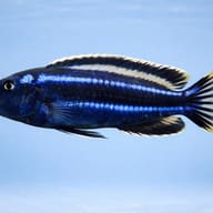 Melanochromis cyaneorhabdos 3 — side profile on a plain background — representative image - view 3