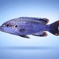 Melanochromis dialeptos 4 — side profile on a plain background — representative image - view 3