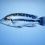 Melanochromis lepidofage 4 — side profile on a plain background — representative image - view 3
