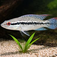 Menezesi's Pike Cichlid (Crenicichla menezesi) - scale view — representative image - view 4