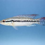 Menezesi's Pike Cichlid (Crenicichla menezesi) - side profile — representative image - view 3