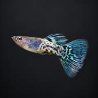 Male Metal Blue Lace guppy on a dark background, showing the snakeskin lace spots and blue lace-patterned tail - view 2