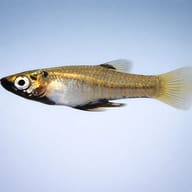 Metallic Topminnow (Girardinus metallicus) side profile aquarium scene — representative image - view 3