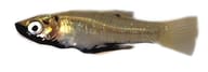 Metallic Topminnow (Girardinus metallicus) - view 5