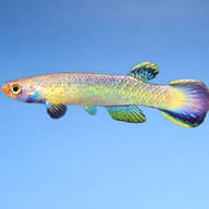 Mexico Rivulus (Rivulus tenuis) — side profile on a plain background — representative image - view 3