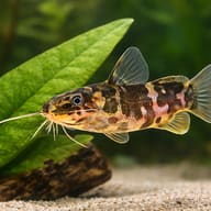 Microsynodontis batesii 1 — close view showing fin and scale detail — representative image - view 4