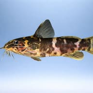 Microsynodontis batesii 1 — side profile on a plain background — representative image - view 3