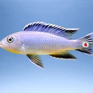 Mikrochromis zebroides 4 — side profile on a plain background — representative image - view 3
