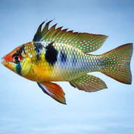 Black Ram Cichlid (Mikrogeophagus ramirezi) side profile on a plain background — representative image - view 3