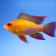 Gold Ram Cichlid Pair — Mikrogeophagus ramirezi — Dwarf Cichlid UK — side profile on a plain background - view 3