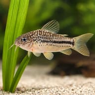 Mini Cory / Light-Spot Catfish (Gastrodermus nanus) with plants showing scale — representative image - view 4