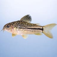 Mini Cory / Light-Spot Catfish (Gastrodermus nanus) side profile in clean aquarium view — representative image - view 3