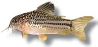 Mini Cory / Light-Spot Catfish (Gastrodermus nanus) exact - view 5