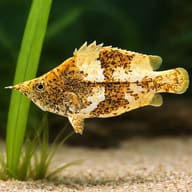 Monocirrhus polyacantus 5 — close view showing fin and scale detail — representative image - view 4