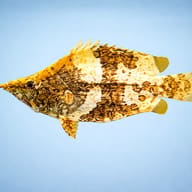 Monocirrhus polyacantus 5 — side profile on a plain background — representative image - view 3