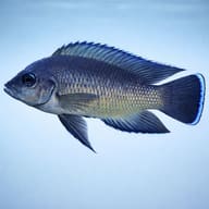 Moore's Lamprologus — Representative digital side-view illustration of adult-form Variabilichromis moorii - view 3