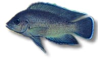 Low-resolution supplier reference image of Variabilichromis moorii - view 5