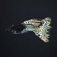 Male Moscow Filigran guppy on a dark background, showing the filigree lace pattern on the body, dorsal fin and tail - view 2