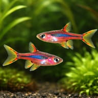 Mosquito Rasbora brigittae) pair in a planted aquarium — representative image - view 2