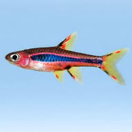 Mosquito Rasbora brigittae) side profile on a plain background — representative image - view 3
