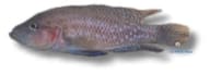 Mottled Lamprologus Neolamprologus obscurus Tanganyika rock aquarium planning - view 5