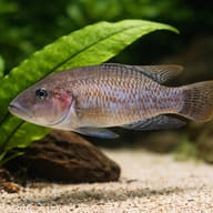 Mottled Lamprologus scale view beside aquarium plants view - view 4