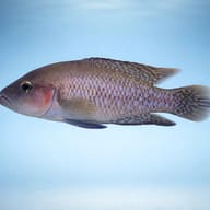 Mottled Lamprologus side profile showing mottled pattern view - view 3