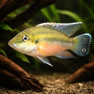 Guenther's Mouthbrooder (Chromidotilapia guntheri) - hero view — representative image - view 1