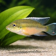 Guenther's Mouthbrooder (Chromidotilapia guntheri) - scale view — representative image - view 4