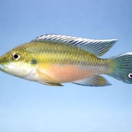 Guenther's Mouthbrooder (Chromidotilapia guntheri) - side profile — representative image - view 3