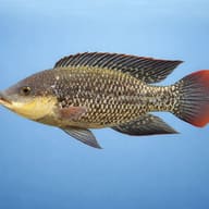 Mozambique Tilapia (Oreochromis mossambicus) - side profile — representative image - view 3