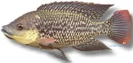 Mozambique Tilapia (Oreochromis mossambicus) 0946 - view 5