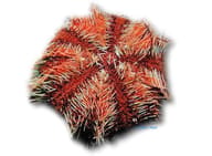 Multicolor Sea Urchin Tripneustes gratilla 9 cm on live rock in a marine aquarium - view 5