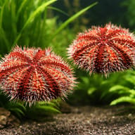 Multicolor Sea Urchin (Tripneustes gratilla) — pair in a planted aquarium — representative image - view 2