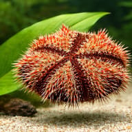 Multicolor Sea Urchin (Tripneustes gratilla) — close view showing fin and scale detail — representative image - view 4